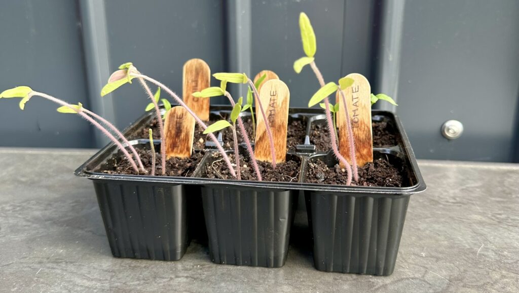 Vergeilte Tomatensämlinge in Multitopfplatte